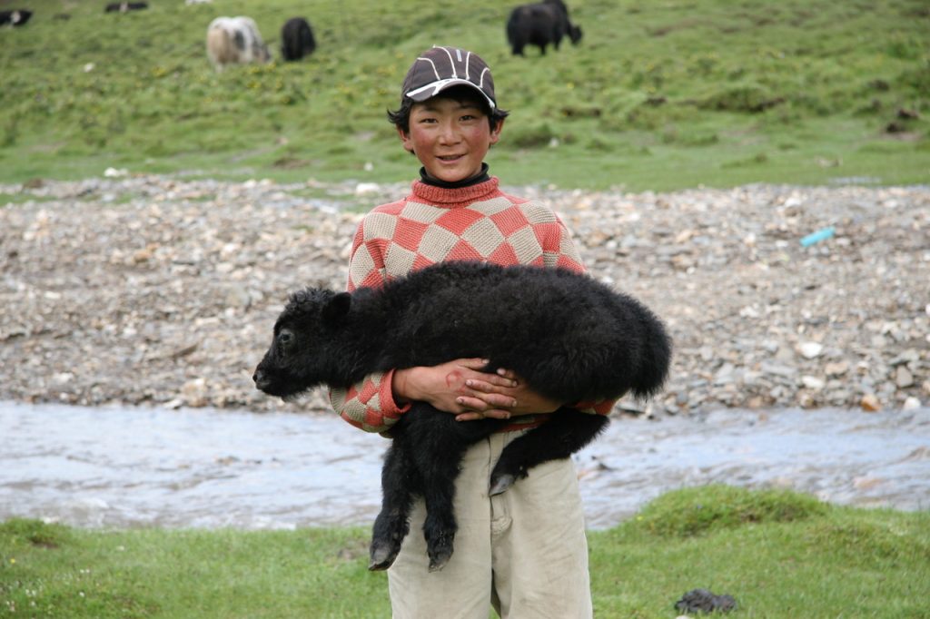 A Tibetan boy holds a baby yak