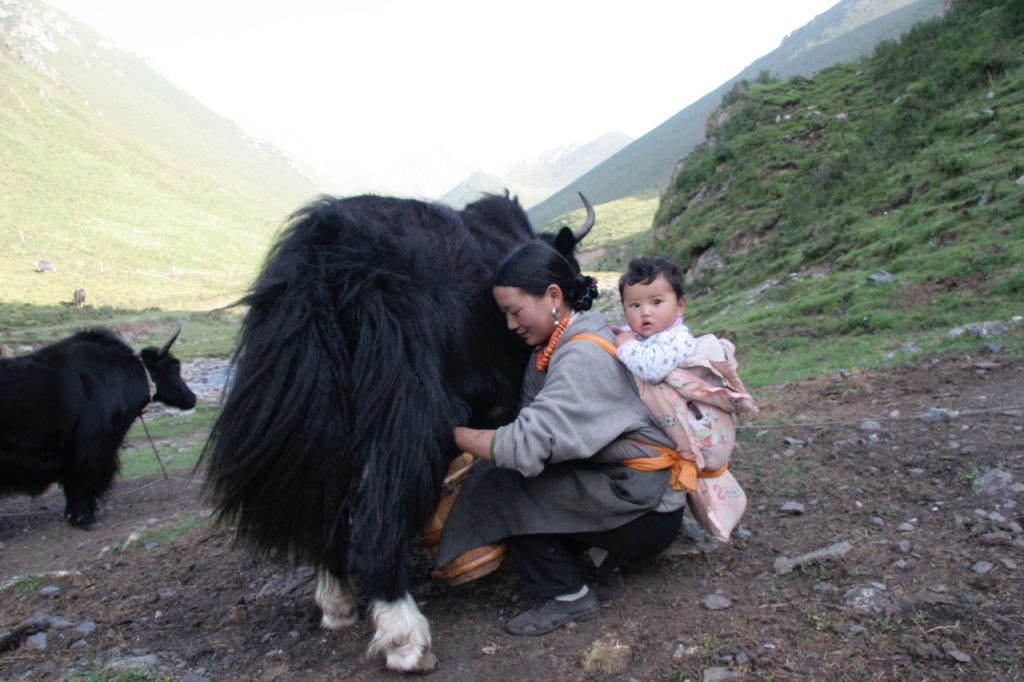Tibetan woman with a child on a carrier on her back milks a yak.